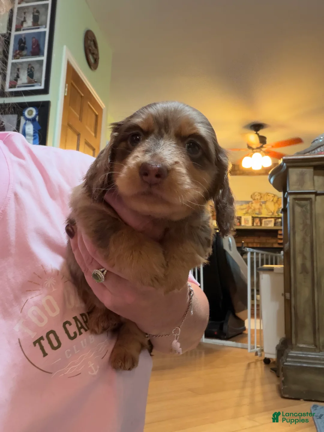 Miniature Dachshund dogs for sale: AKC pra clear import - Ad 2