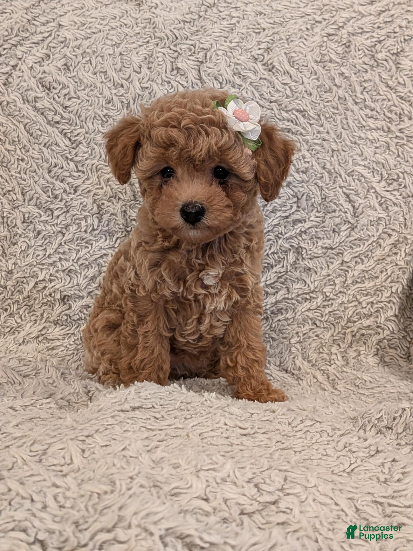 Toy Poodle dogs Peppa - Ad 2