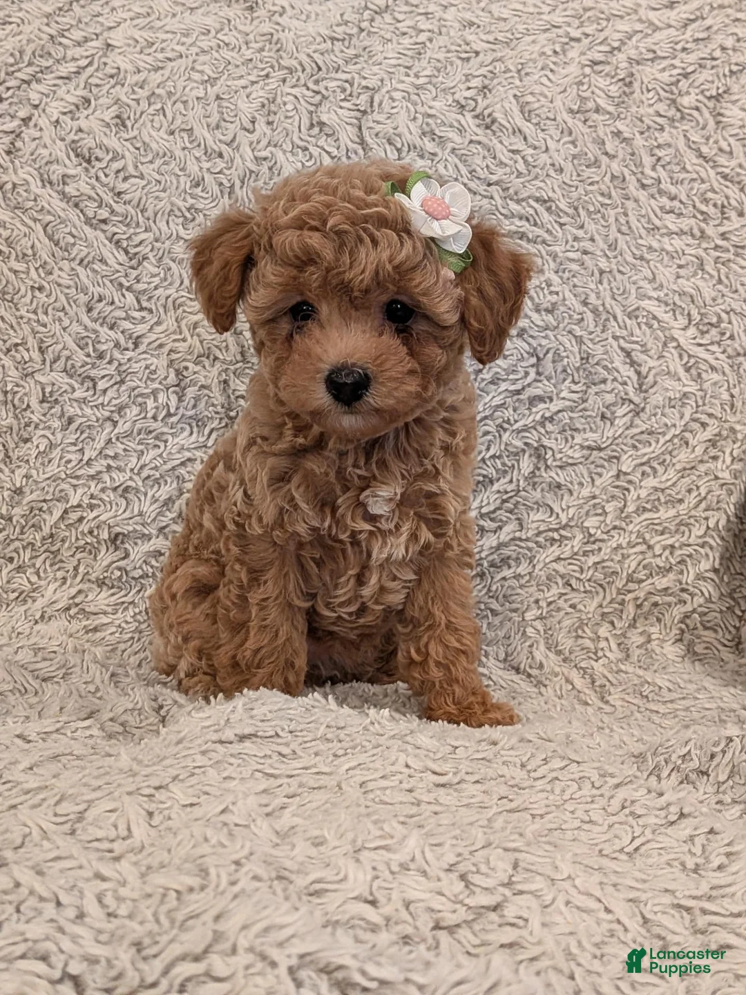 Toy Poodle dogs for sale: Peppa - Ad 2