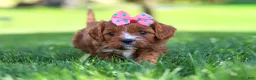 Cavapoo dogs for sale: Alison - Ad 1