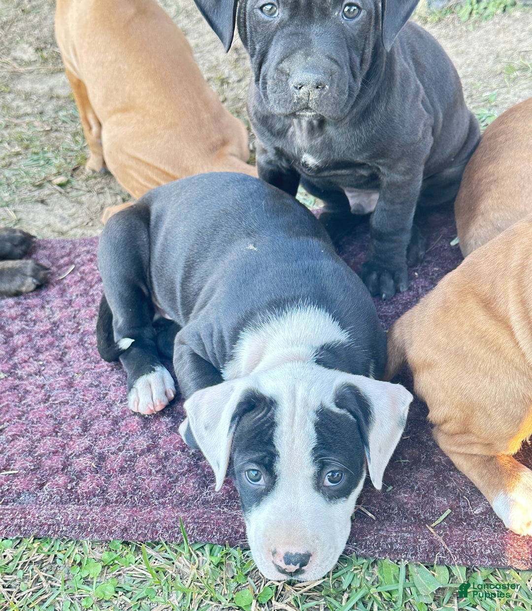 American Pit Bull Terrier dogs for sale: Bella - Ad 11