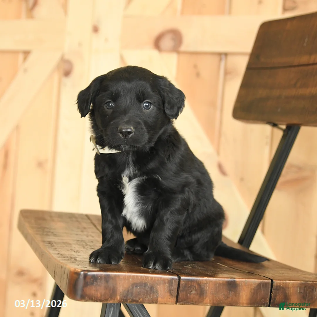 Mixed Breed dogs for sale: Randy - Ad 2