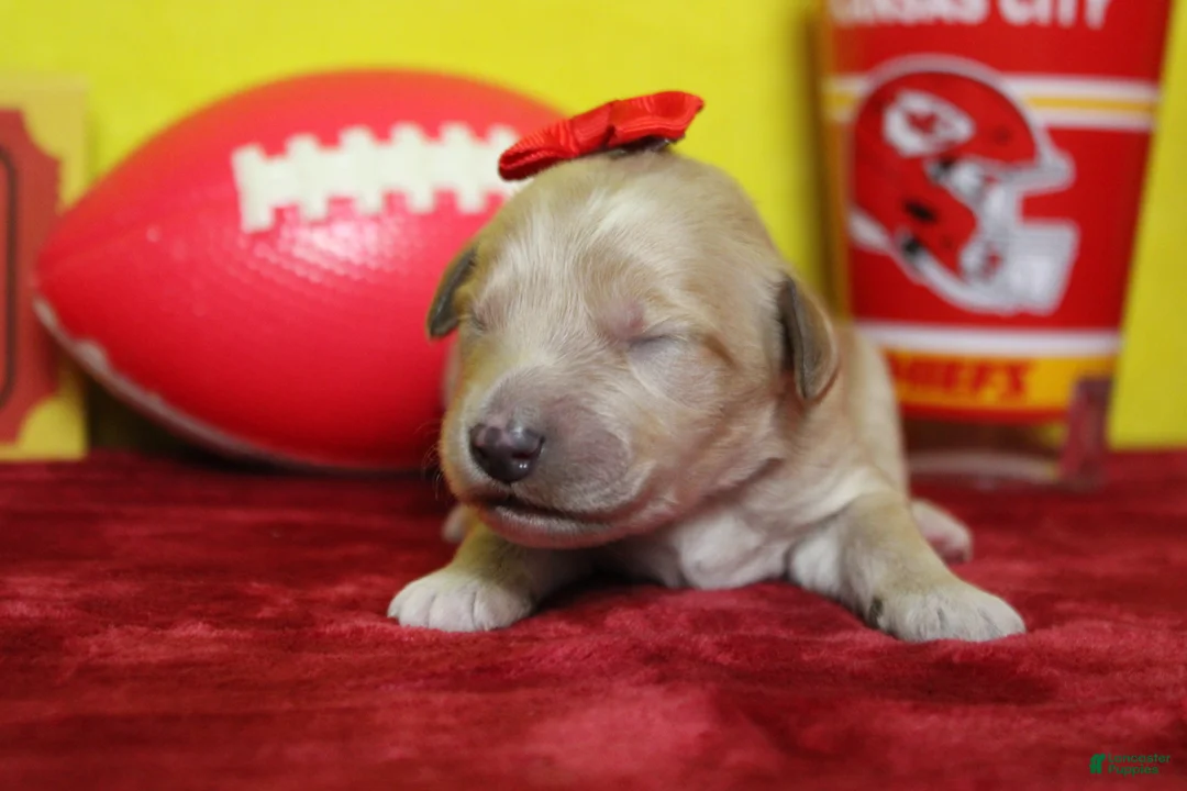 Goldendoodle dogs for sale: Moon - Ad 1