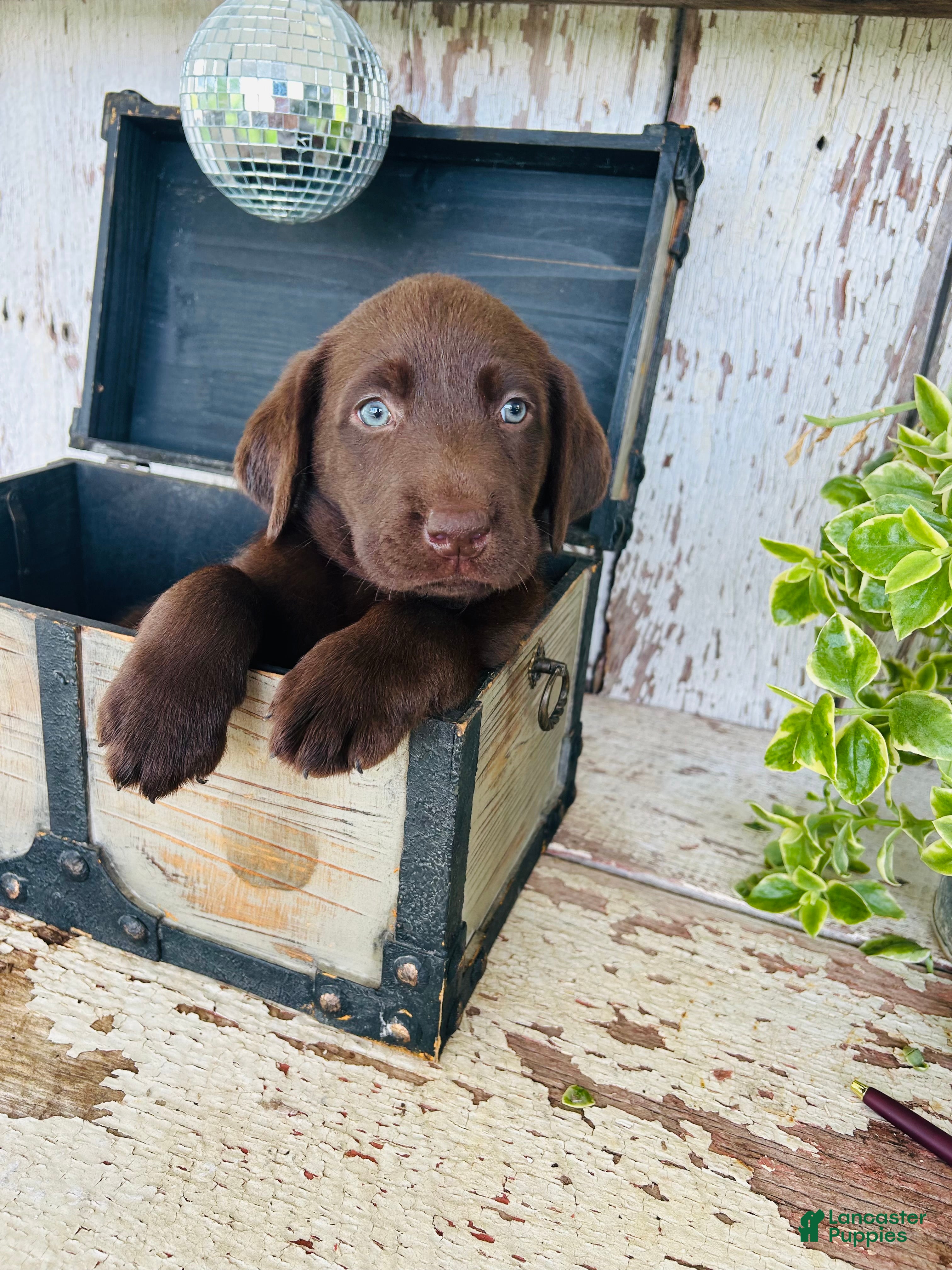 Labrador Retriever dogs Sadie - Ad 2