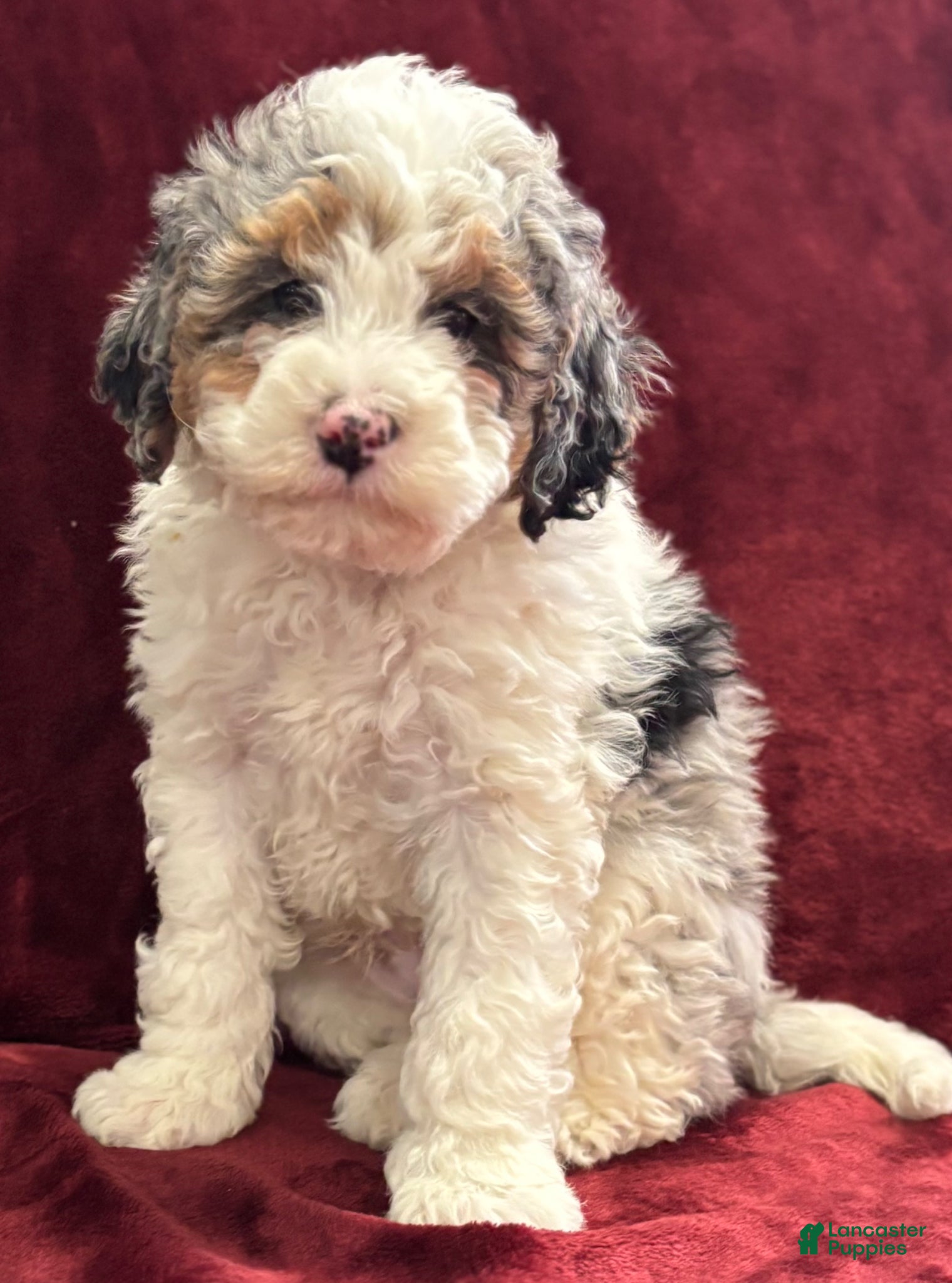 Mini Bernedoodle dogs Steele - Ad 1