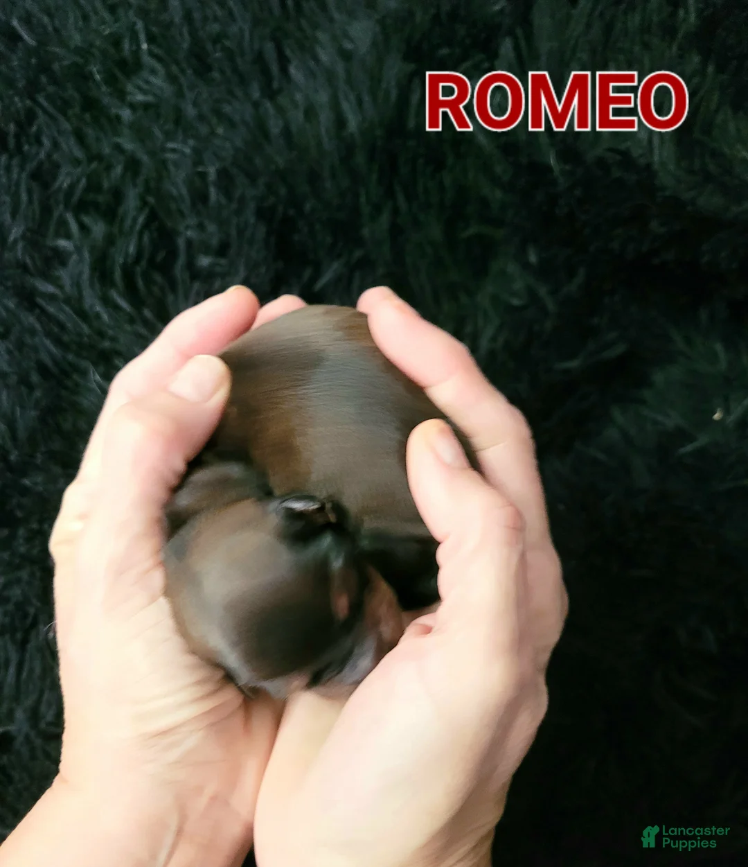 Miniature Dachshund dogs for sale: Romeo - Ad 12