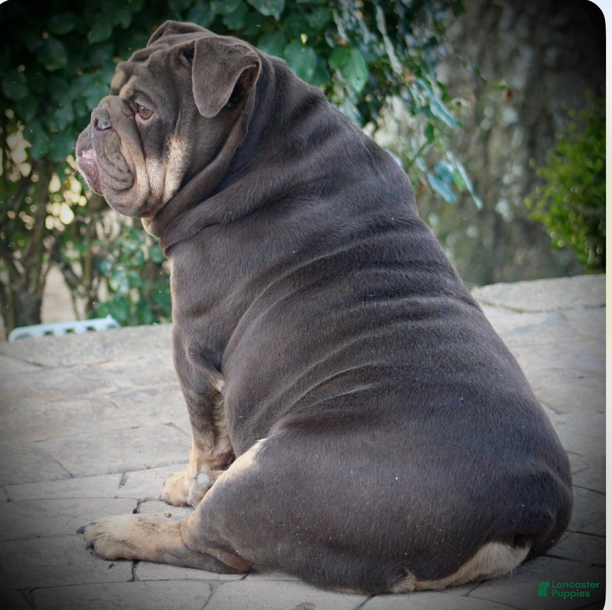 English Bulldog dogs BRuno  - Ad 2