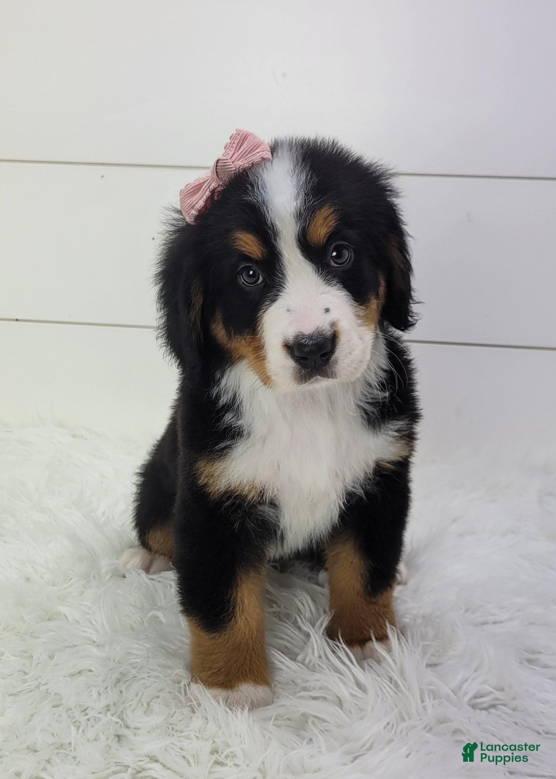 Bernese Mountain Dog dogs Bella - Ad 21