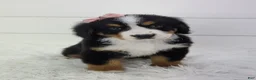 Bernese Mountain Dog dogs for sale: Bella - Ad 1
