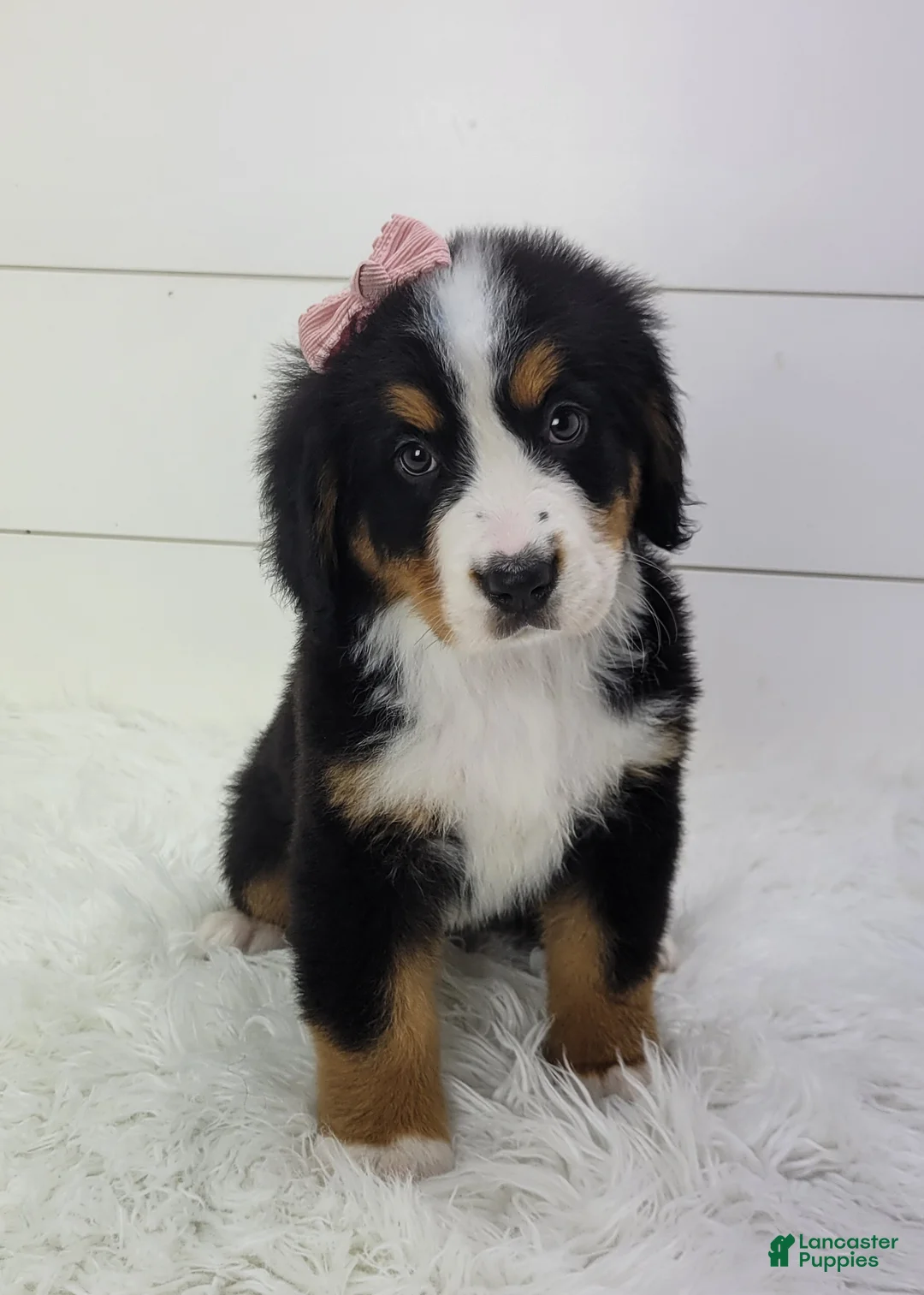 Bernese Mountain Dog dogs for sale: Bella - Ad 1