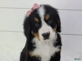 Bernese Mountain Dog dogs Bella - Ad 21