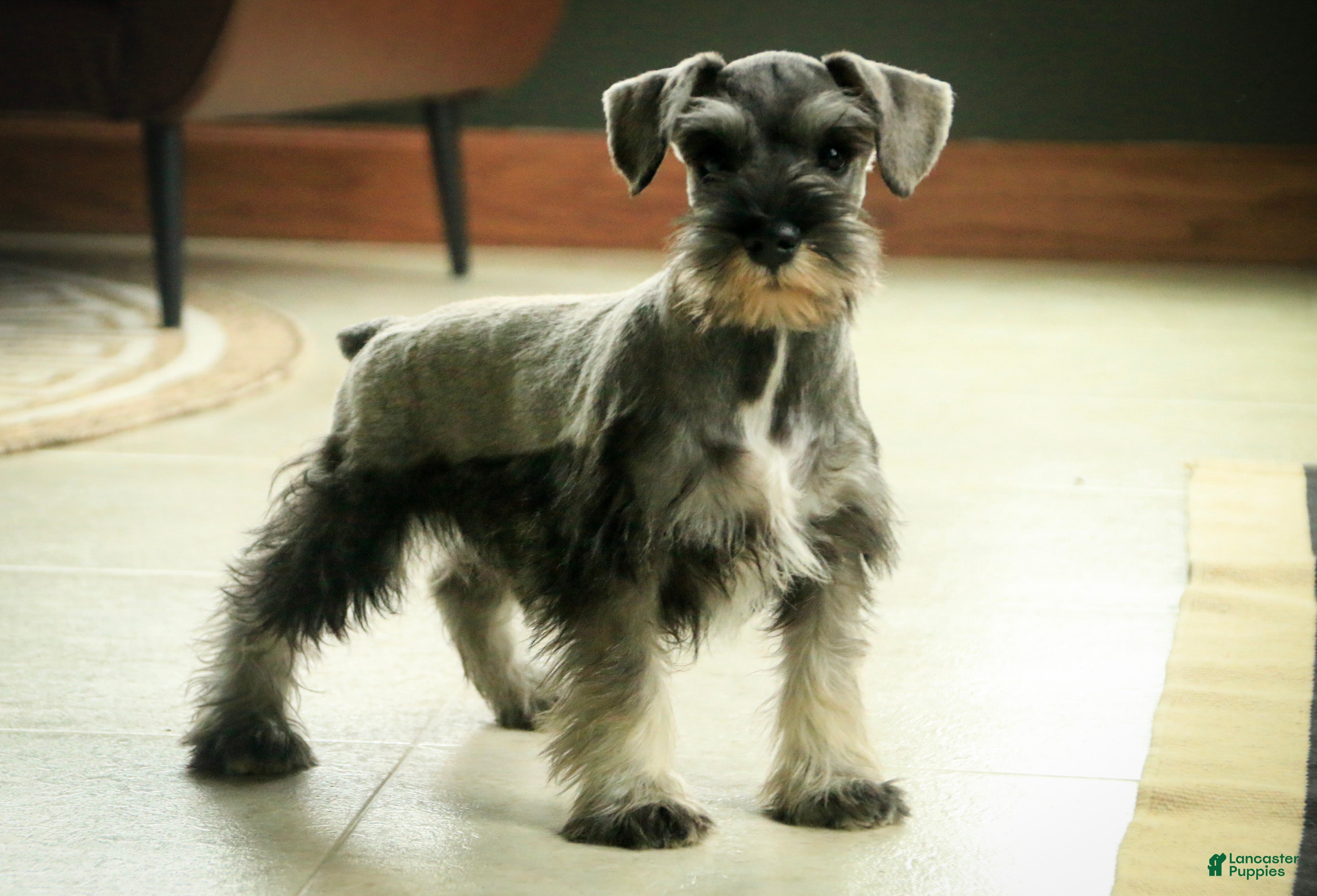 Miniature Schnauzer dogs Quest Miniature Schnauzer  - Ad 1