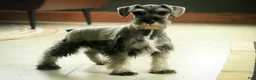 Miniature Schnauzer dogs for sale: Quest Miniature Schnauzer  - Ad 11
