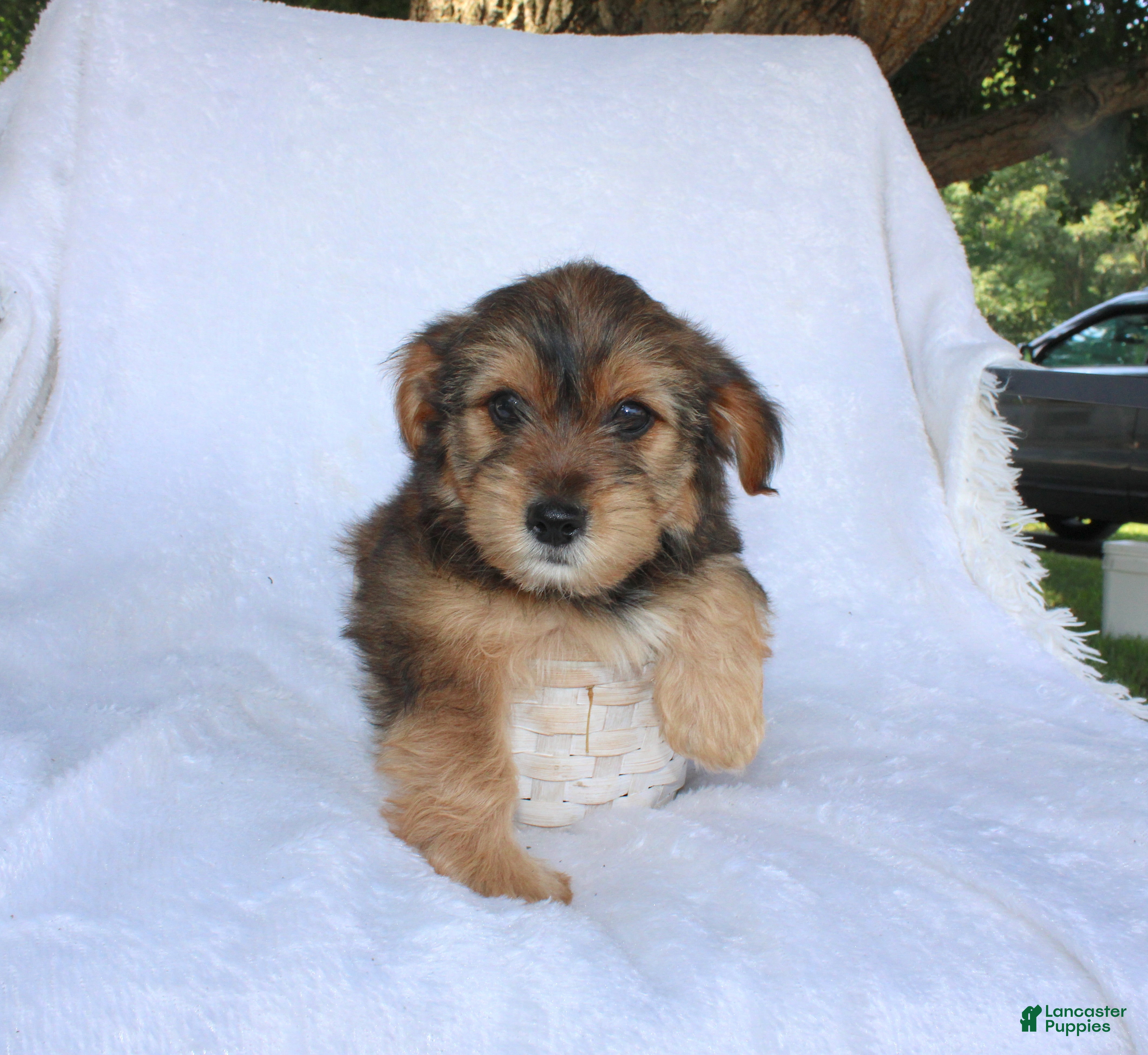 Yorkiepoo dogs Eddie - Ad 1