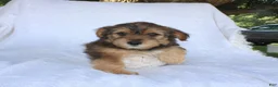 Yorkiepoo dogs for sale: Eddie - Ad 1