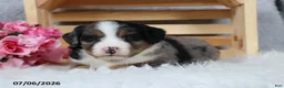 Mini Bernedoodle dogs for sale: Kaya - Ad 10