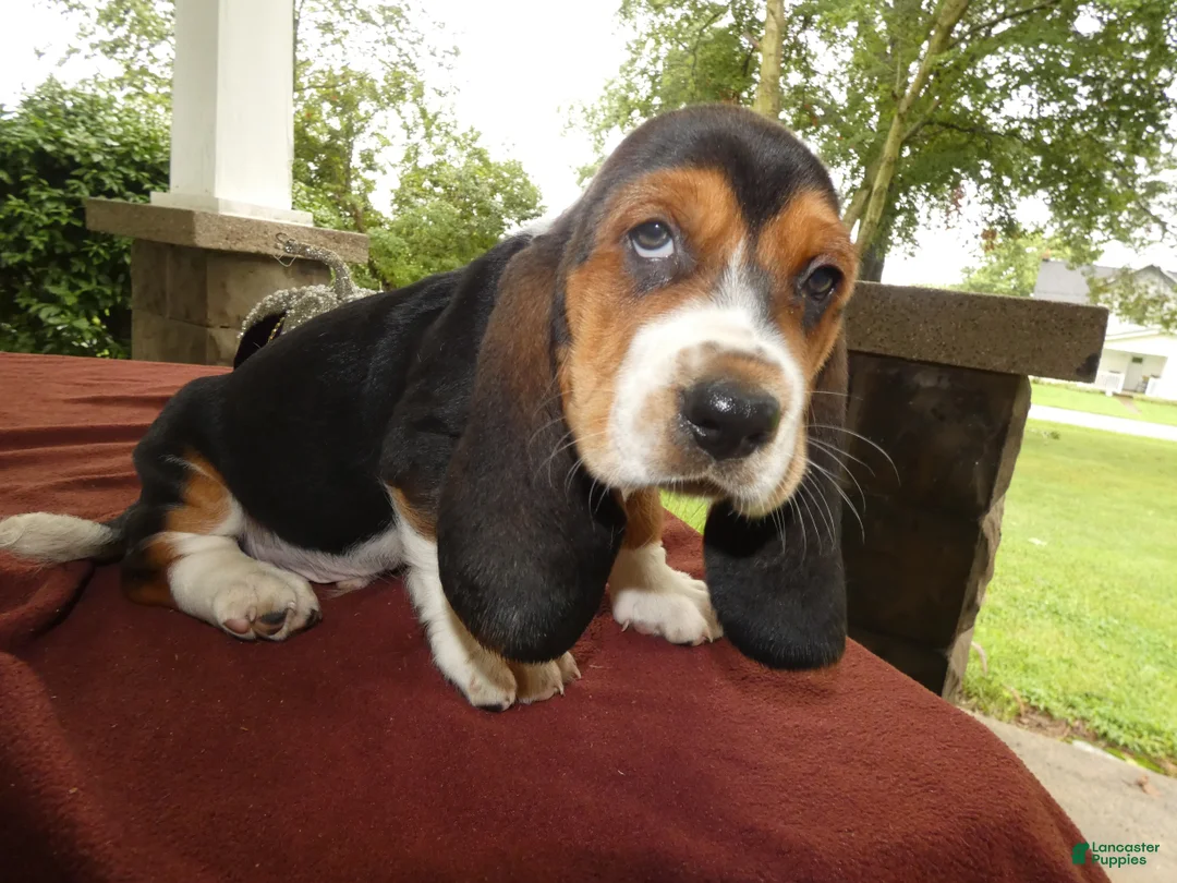 Basset Hound dogs for sale: Basset Hound 4 Malone - Ad 2