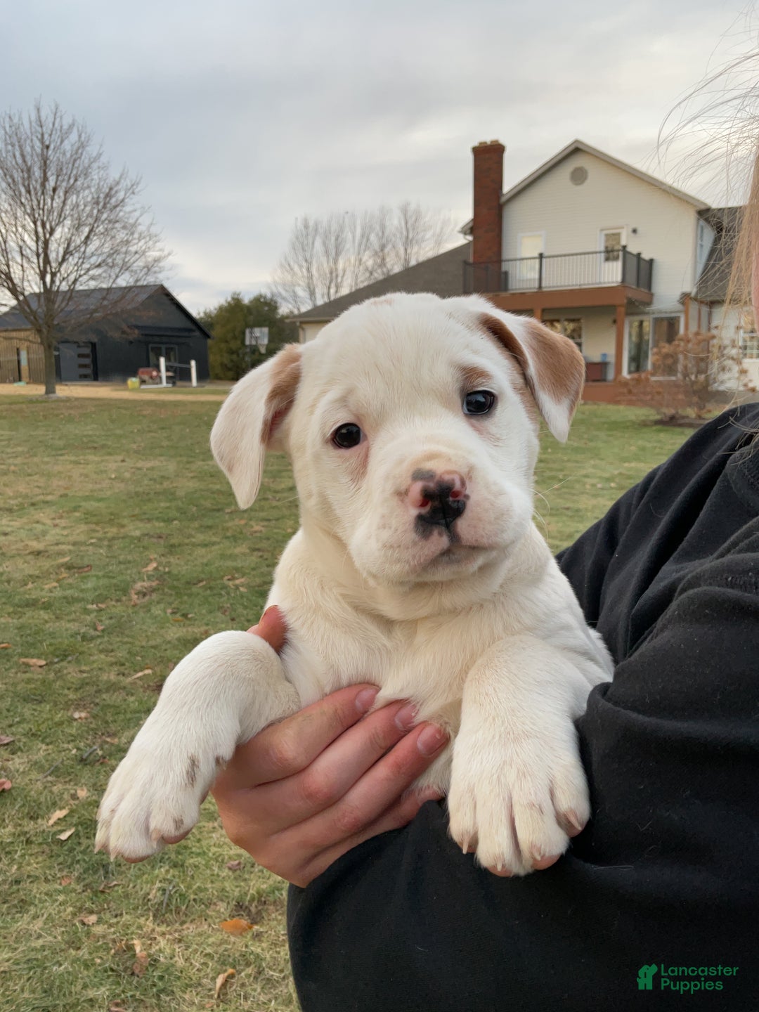 Mixed Breed dogs for sale: Stella - Ad 3