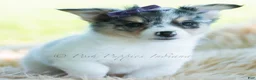Chihuahua dogs for sale: Sunflower - Ad 5