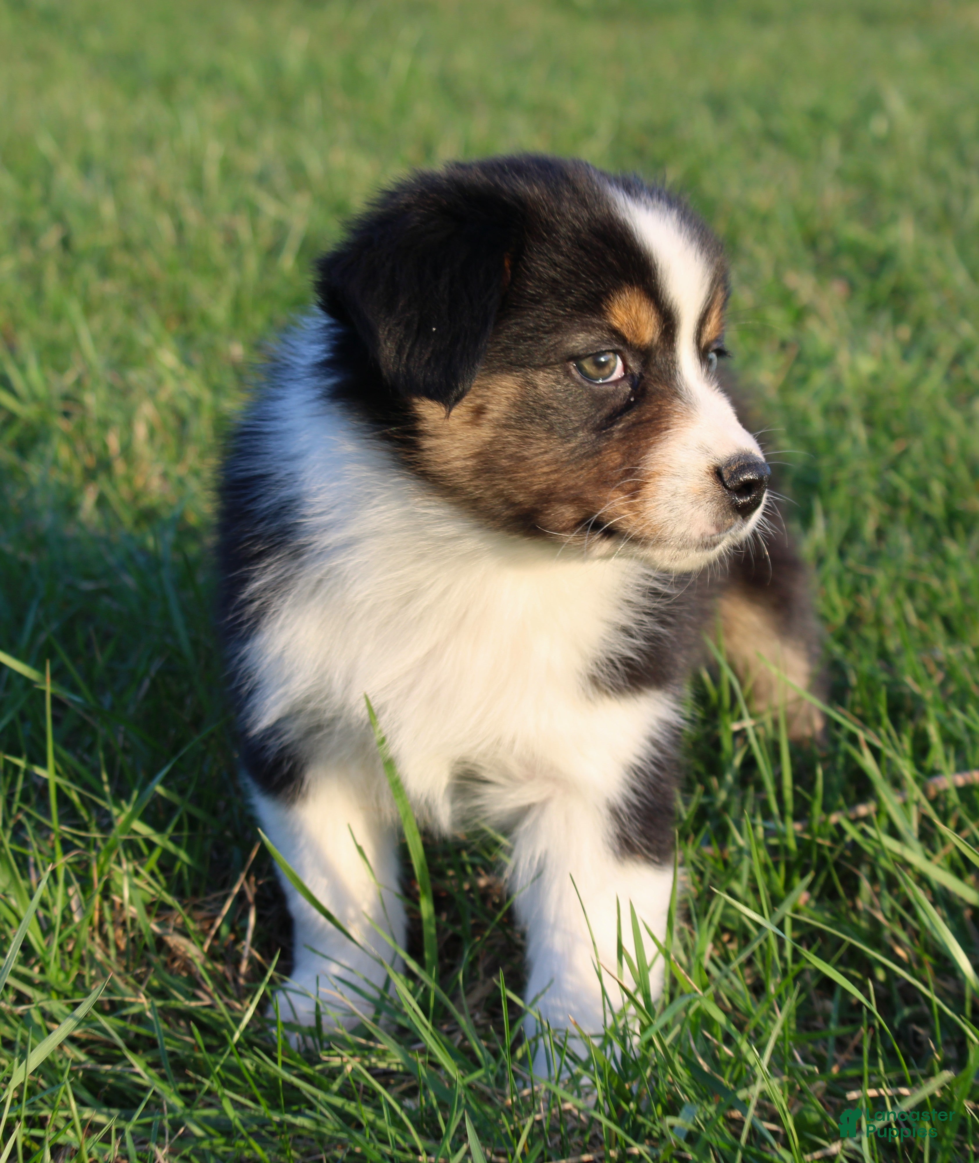 Australian Shepherd dogs Twig - Ad 1