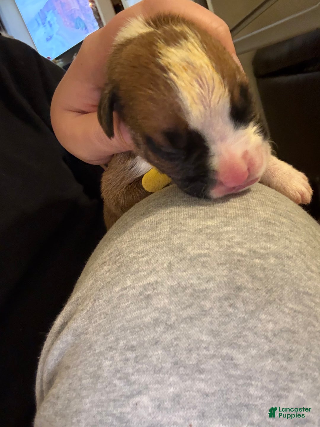 Boxer dogs for sale: Green - Ad 11