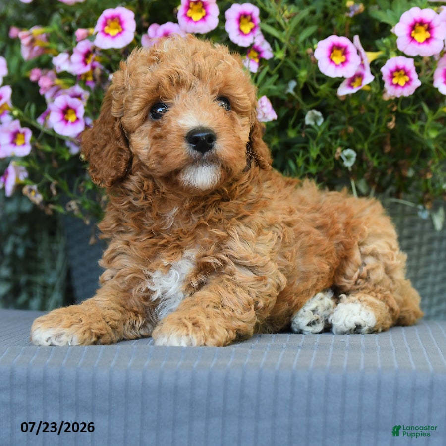 Miniature Poodle dogs Cinnamon - Ad 2