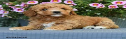 Miniature Poodle dogs for sale: Cinnamon - Ad 2