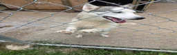 Siberian Husky dogs for sale: Siberian Husky 1 - Ad 4