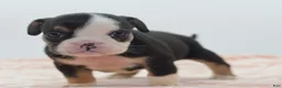 Mixed Breed dogs for sale: Princess  - Ad 17