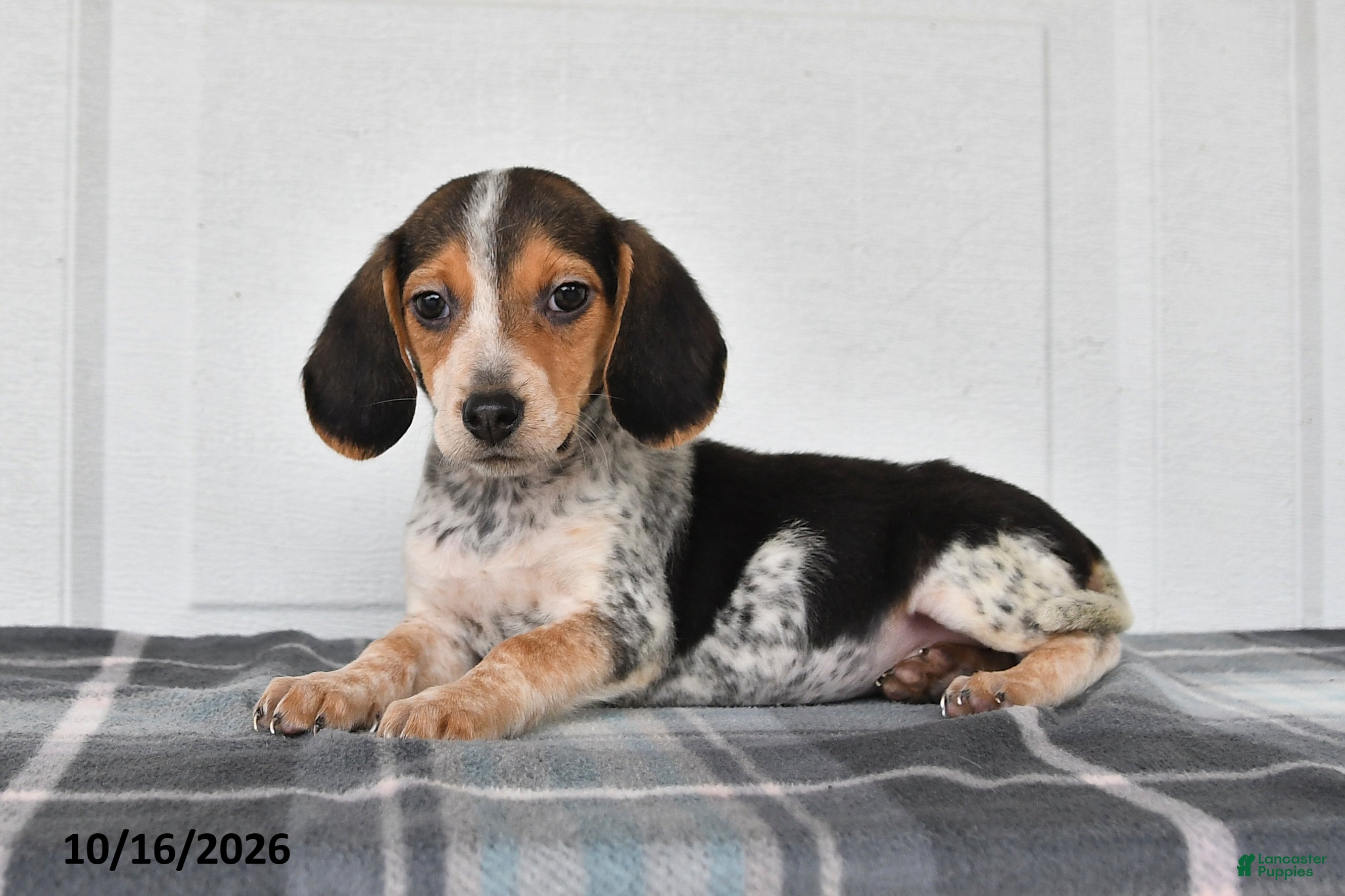 Beagle dogs Penny - Ad 2