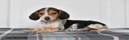 Beagle dogs for sale: Penny - Ad 2