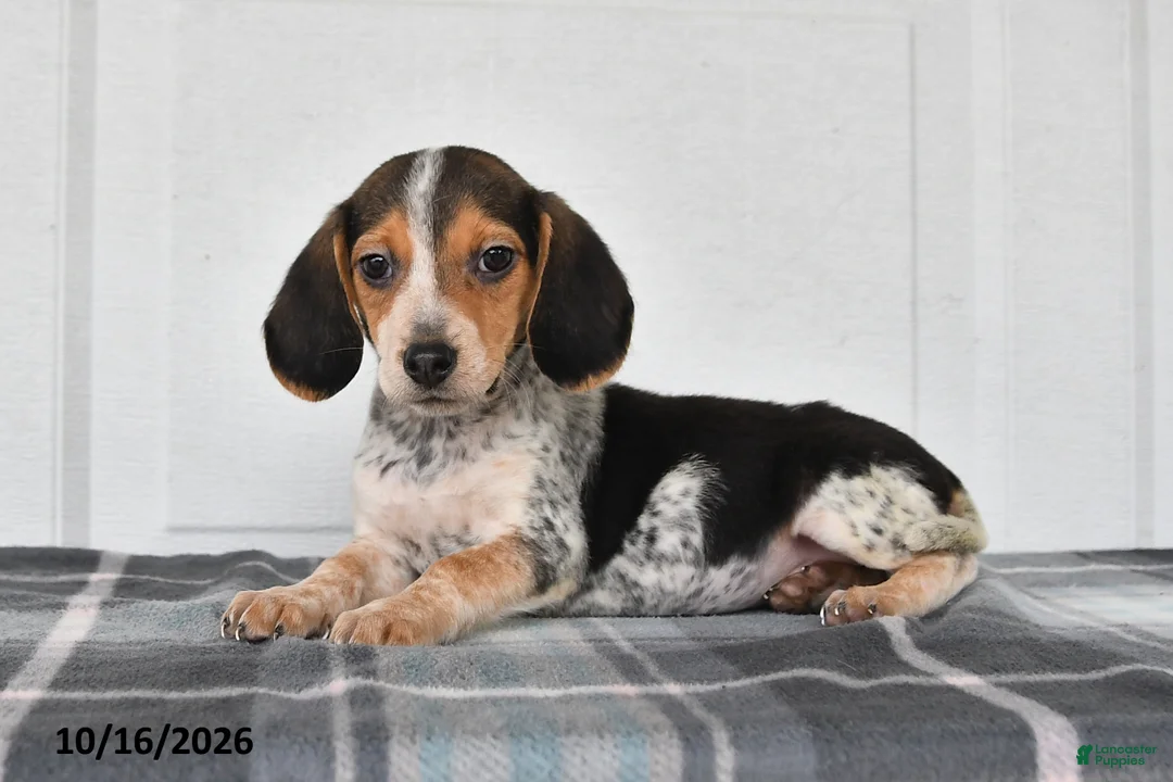 Beagle dogs for sale: Penny - Ad 2