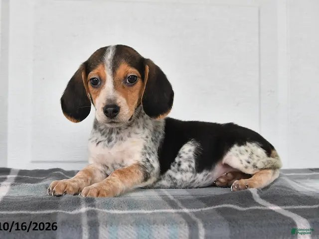 Beagle dogs Penny - Ad 2