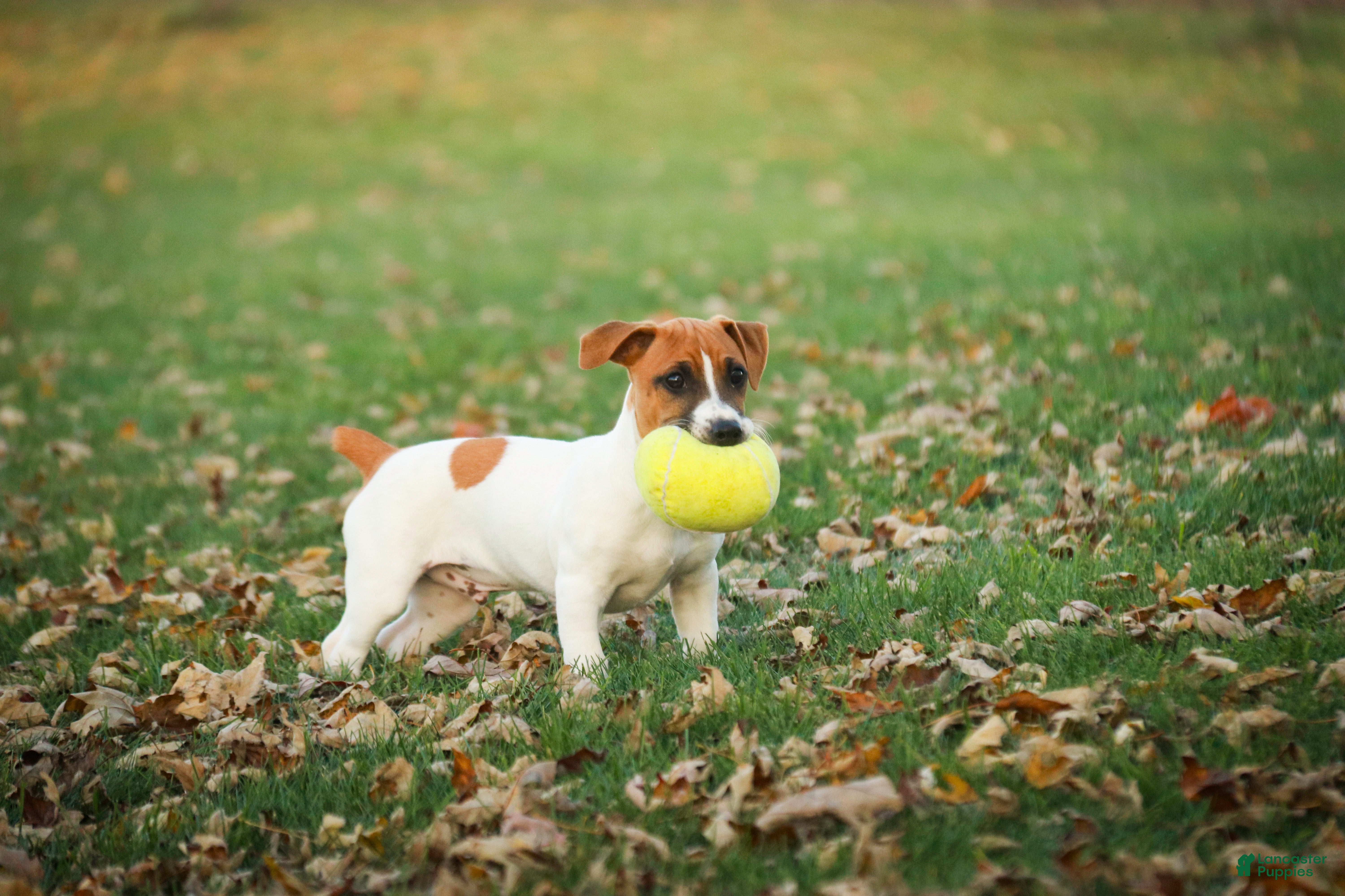 Jack Russell Terrier dogs Archer - Ad 40