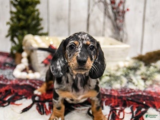 Miniature Dachshund dogs Wilbur - Ad 30