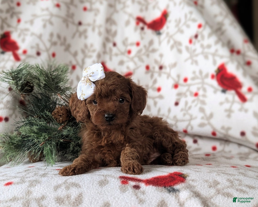 Cavapoo dogs for sale: Carissa Hypoallergenic - Ad 4