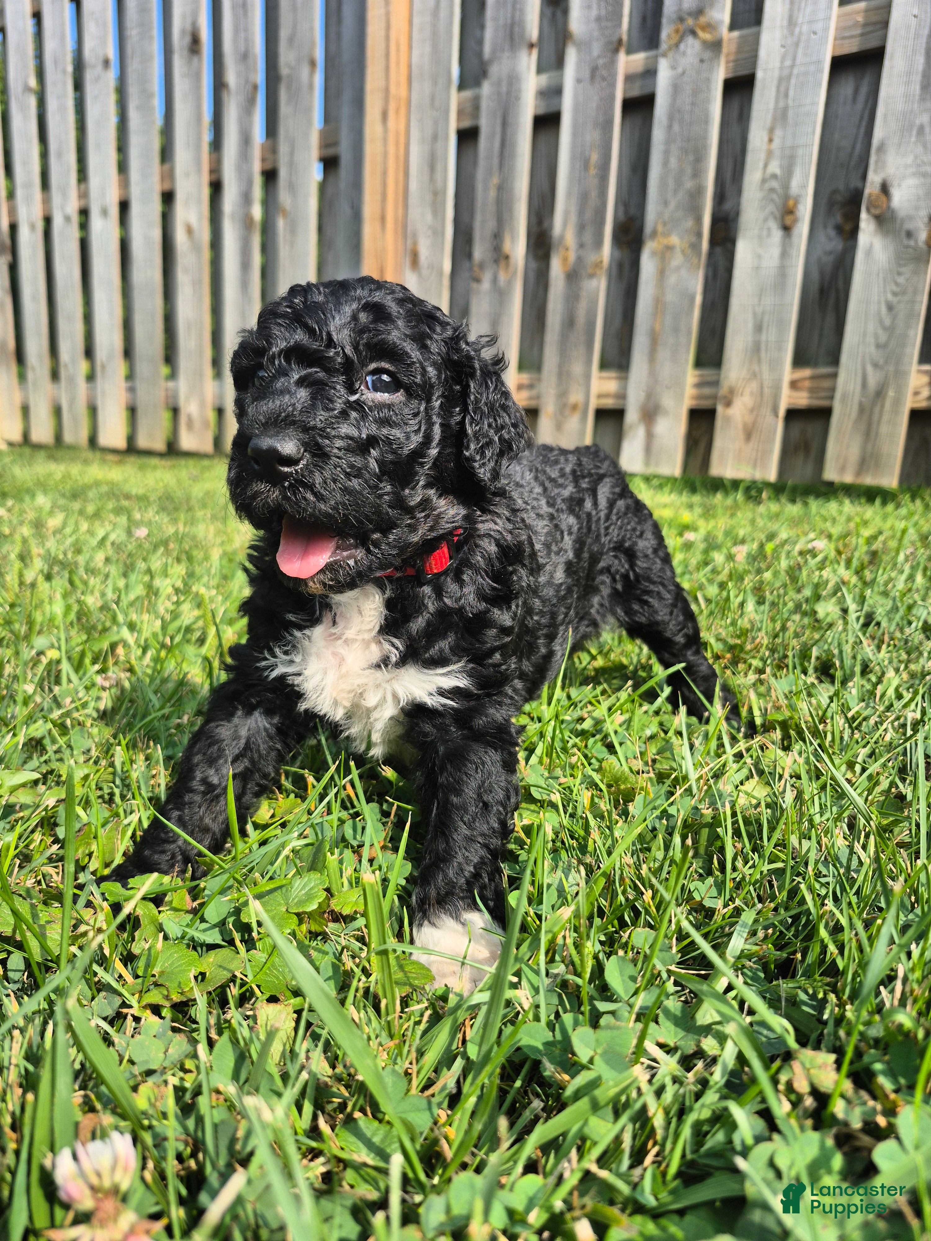 Mini Sheepadoodle dogs Stella - Ad 1