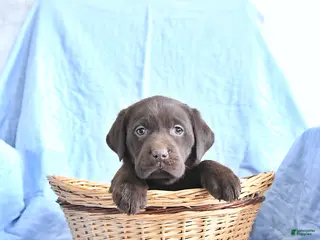 Labrador Retriever dogs Doris - Ad 23