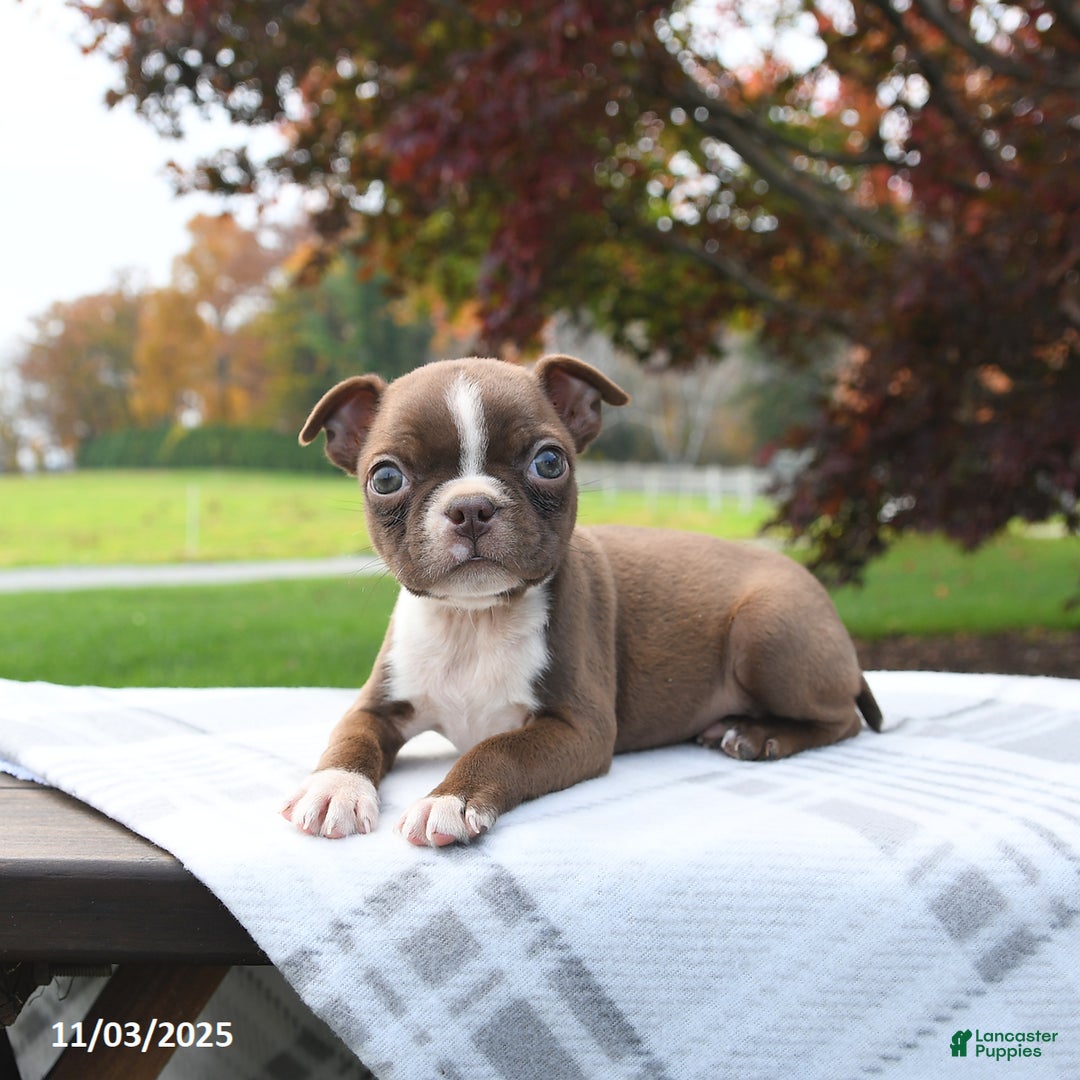 Boston Terrier dogs for sale: Pumpkin - Ad 5