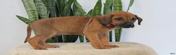 Rhodesian Ridgeback dogs for sale: Bobby - Ad 2