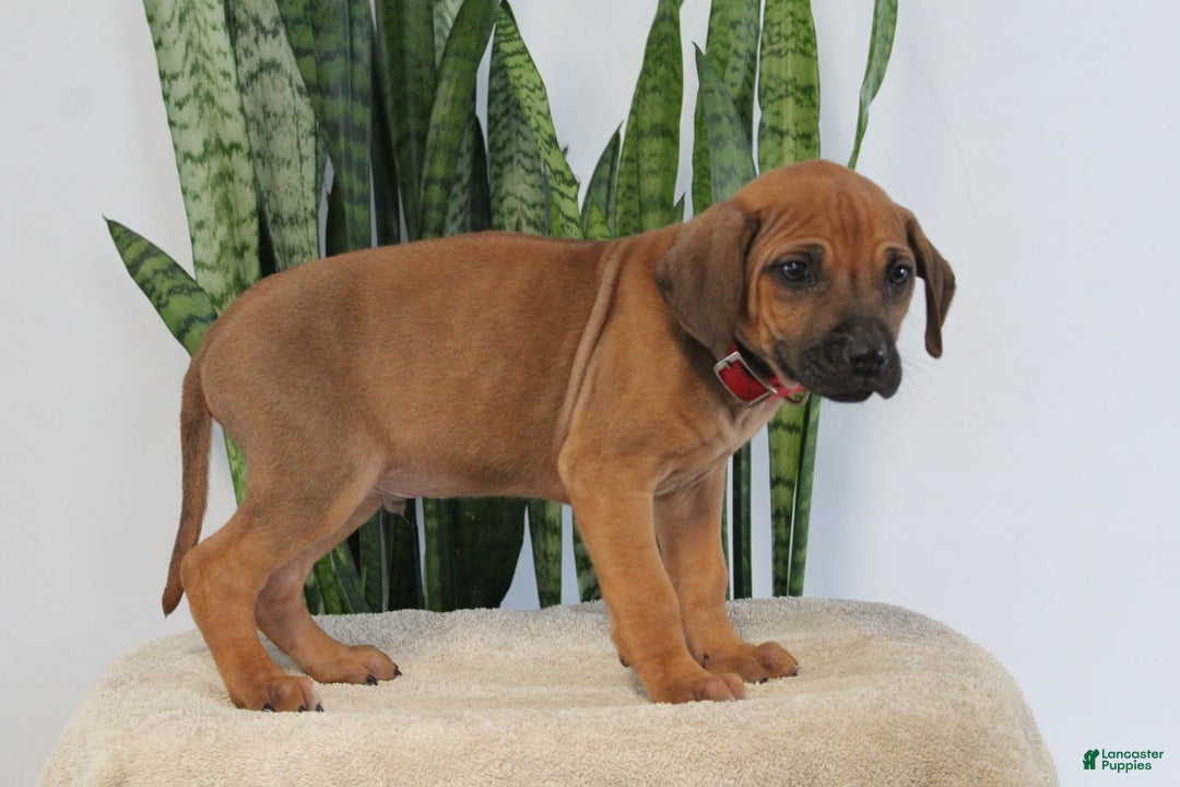 Rhodesian Ridgeback dogs for sale: Bobby - Ad 2