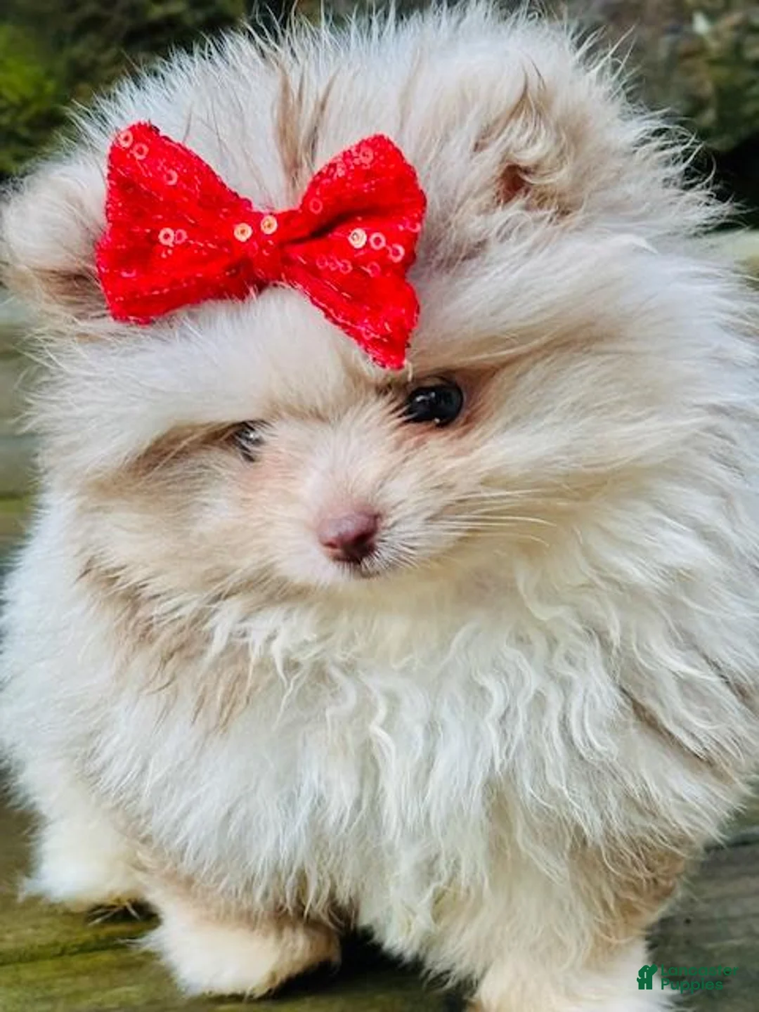 Pomeranian dogs for sale: Pomeranian 1 - Ad 3