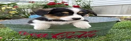 Welsh Corgi Pembroke dogs for sale: Nora - Ad 3