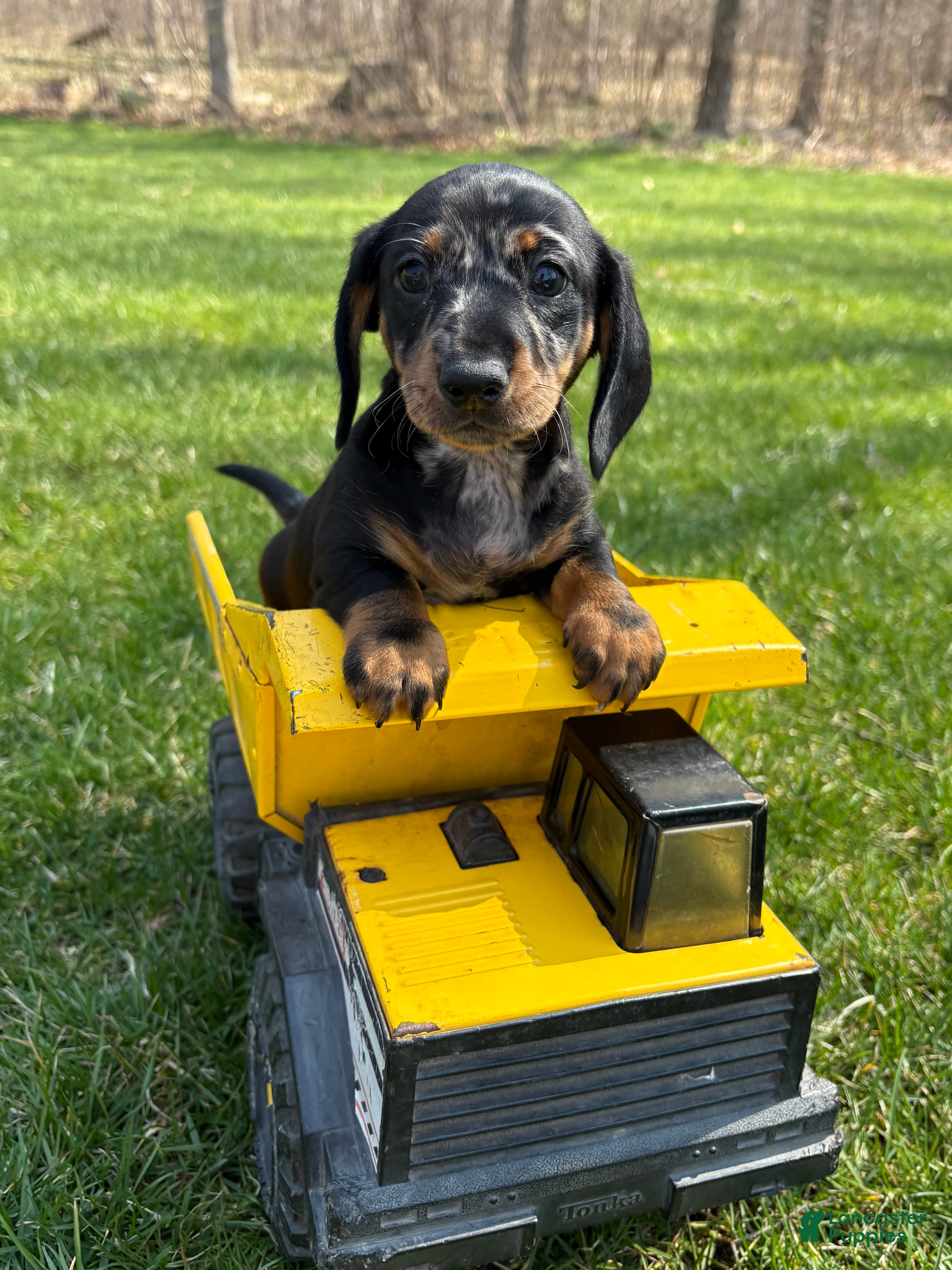 Dachshund dogs Thor - Ad 1