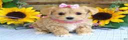 Maltipoo dogs for sale: Tessa - Ad 4
