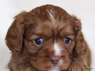 Cavalier King Charles Spaniel dogs Colsen - Ad 41