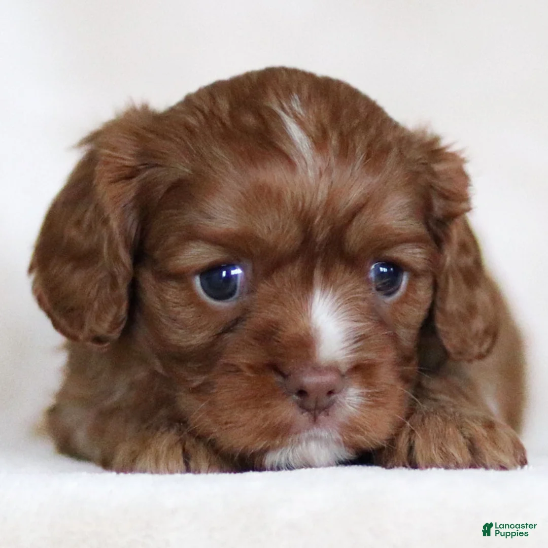 Cavalier King Charles Spaniel dogs for sale: Colsen - Ad 4