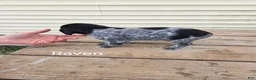 German Shorthaired Pointer dogs for sale: Raven - Ad 2