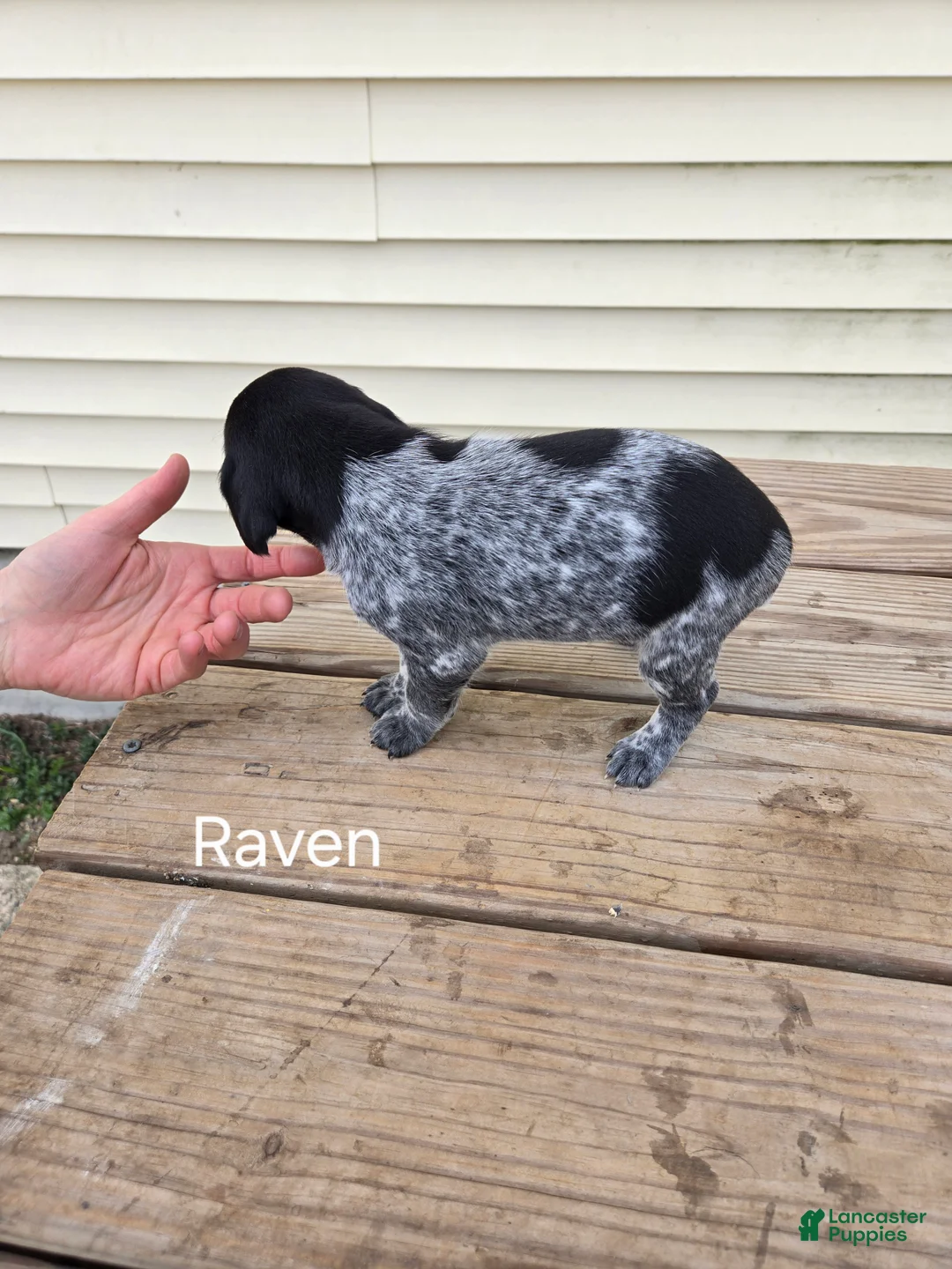 German Shorthaired Pointer dogs for sale: Raven - Ad 2