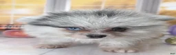Pomeranian dogs for sale: Blackberry - Blue Merle 1 Blue Eye Pom Puppy - CH Lines! - Ad 7
